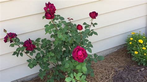 My Therapy Garden Touring The Hybrid Tea Rose Garden YouTube