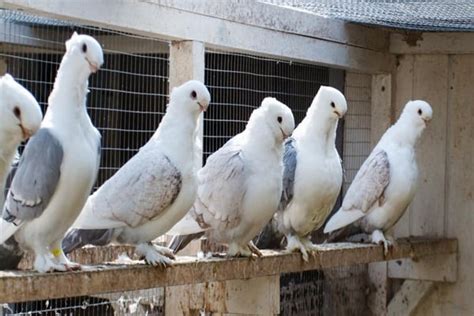 15 Most Popular Pigeon Breeds - Tail and Fur