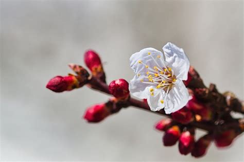 Come Coltivare Un Albicocco In Giardino E In Vaso Sementi Dotto