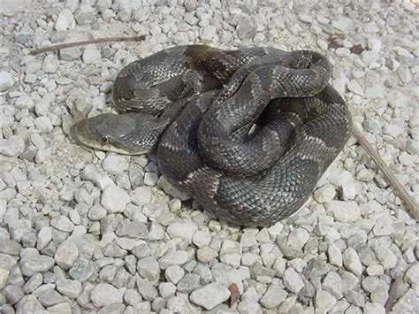 BlackRatSnake