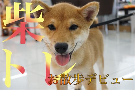 【柴トレ】柴犬に大事なお散歩＆社交性トレーニングデビュー！！ マルワンblog ペットショップ マルワン 小さめ子犬 美形な子猫