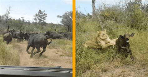 Lions Hunt Buffalo Calf Left Behind By Herd