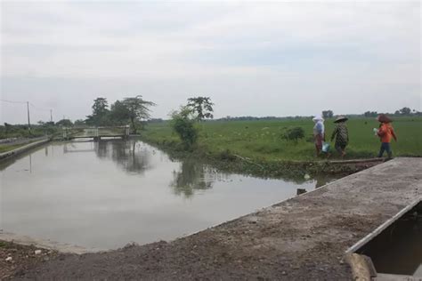 Sawah Terdampak Banjir Kesamben Dibiarkan Nganggur Tunggu Pergantian