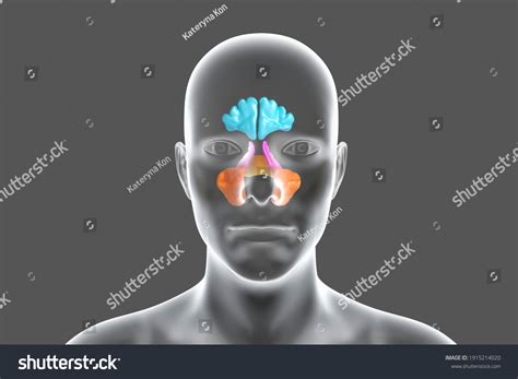 Anatomy Paranasal Sinuses 3d Illustration Showing стоковая иллюстрация