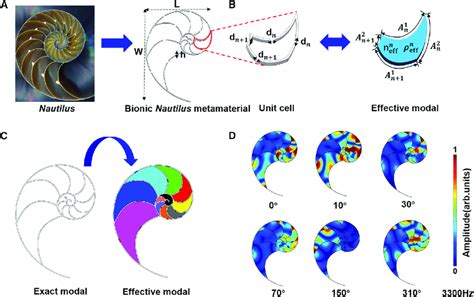 Bionic Nautilus Metamaterial A Schematic Diagram Of The Bionic