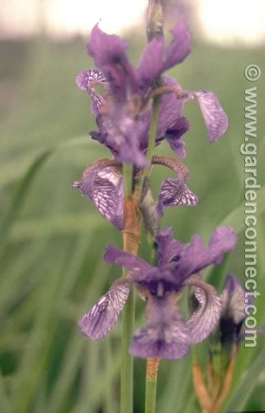 Iris - Plant finder - Knights Garden Centres