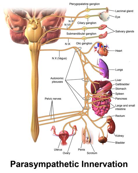 Parasympathetic System - Physiopedia