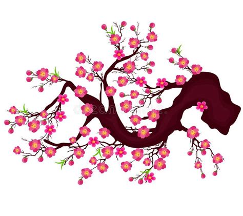 Vector Cherry Blossom For Chinese New Year And Lunar New Year Stock Vector Illustration Of