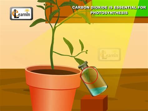 Carbon dioxide is essential for Photosynthesis proved with simple experiment - Science - YouTube