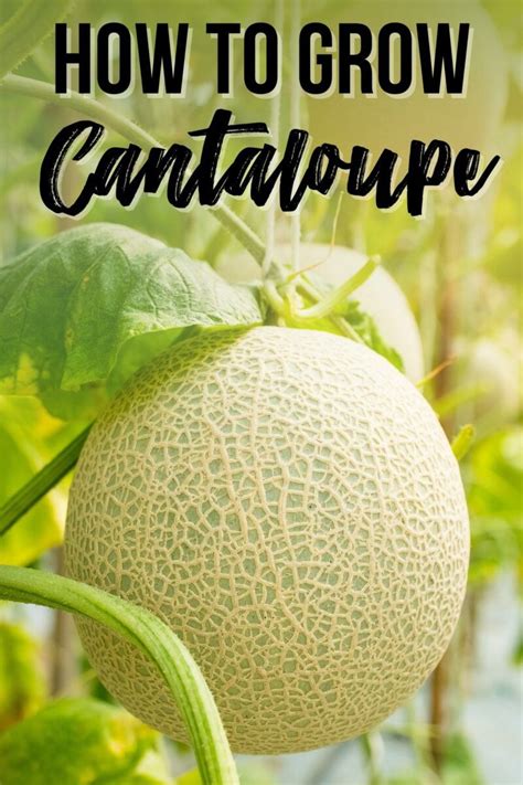grow cantaloupe  seed growhappierplantscom