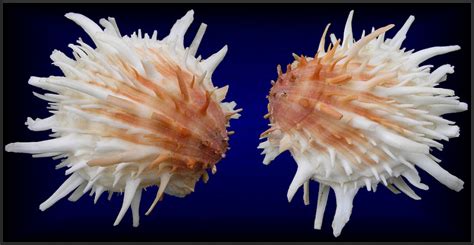 Spondylus princeps Broderip, 1833