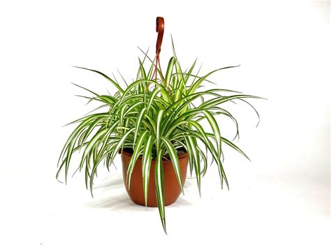 Chlorophytum Comosum Variegatum Plant Wholesale FlorAccess