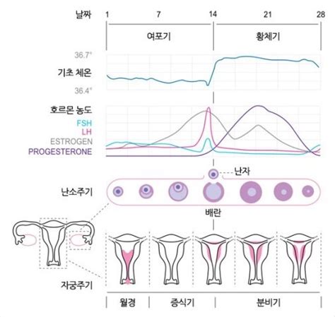 생리주기 섹스 사랑 가족 가족 육아에 대한 지식