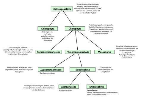 Botanik Helmich Archaeplastida