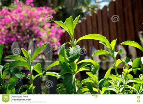 Stevia Plant In Home Garden Near Fence Stock Photo Image Of Food