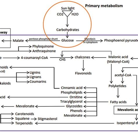 PDF Engineering Of Secondary Metabolites In Tissue And Cell Culture