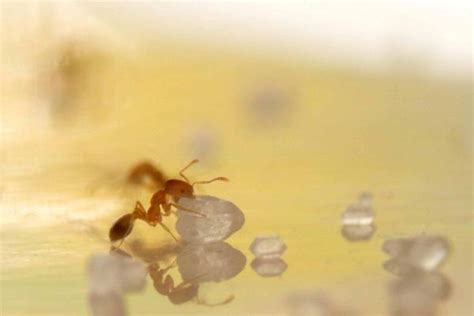 20 Types De Fourmis Espèces Caractéristiques Et Photos