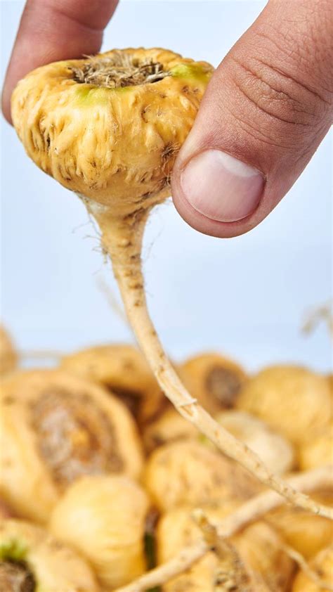 Amazing Health Benefits of Maca Root