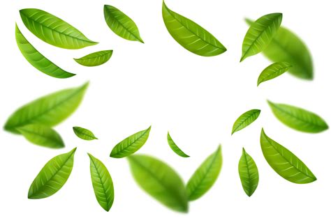 Realistic Green Tea Leaves In Motion 38968485 Png