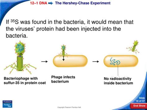 Ppt Biology Powerpoint Presentation Free Download Id 393033