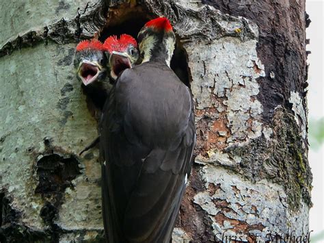 Woodpecker Nest Inside