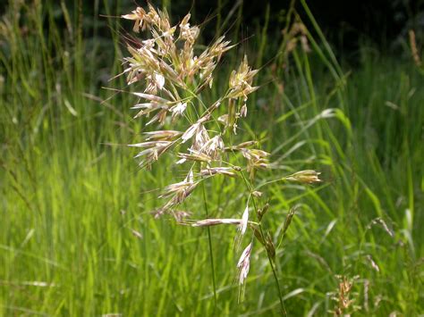 Downy Oat Grass Avenula Pubescens A Photo On Flickriver