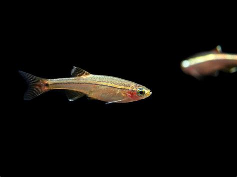 White Cloud Mountain Minnow (Tanichthys albonubes) - Aquatic Arts on sale today for $ 5.99