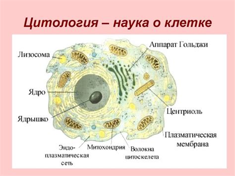 Основы цитологии. Ткани - презентация онлайн