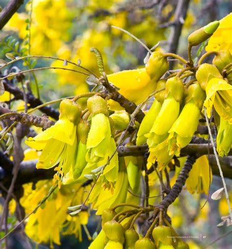 Arboles nativos de Chile | Plants, Grapes