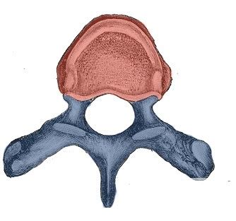 Labeling Vertebral Column And Thoracic Cage Flashcards Quizlet