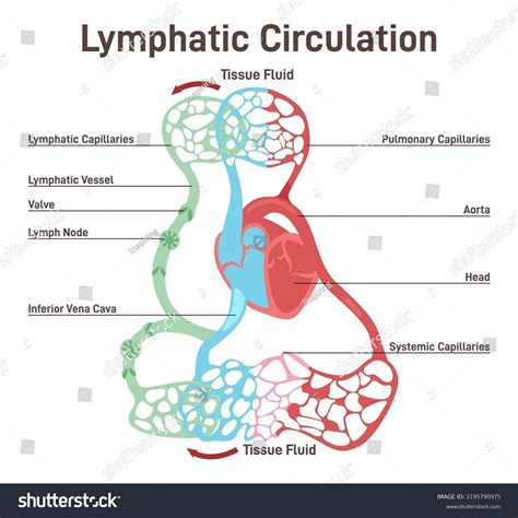 Lymphatic Circulation Lymphatic Duct Lymph Transportation Stock Vector