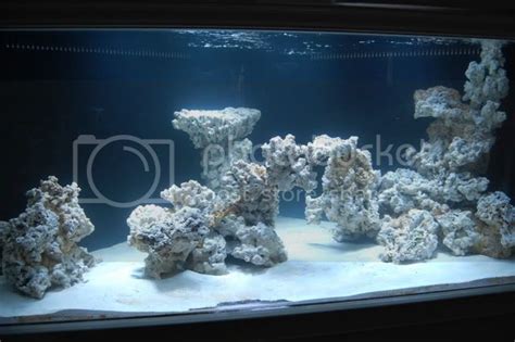 Aquascaping Show Your Skills Page 3 Reef Central Online