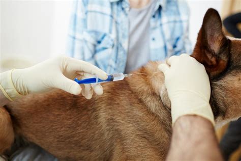Dog With Kidney Failure When To Euthanize Superb Dog