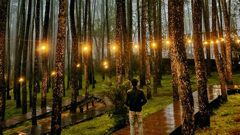 Wisata Hutan Pinus Loji Blitar Harga Tiket Fasilitas Dan Lokasi