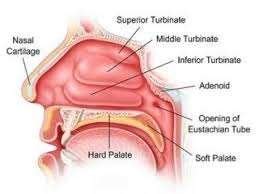 The nasal cavity's anatomy 15 | Download Scientific Diagram