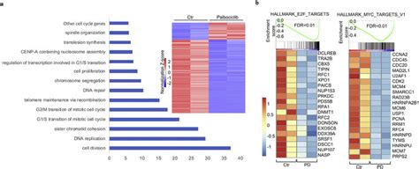 Genome Wide Impact Of Palbociclib On Dipg A Heatmaps Of Palbociclib