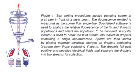 Advances In Sexed Semen Production