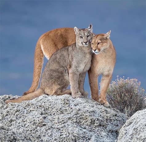 🔥 Cougar Love Puma Concolor Also Known As Puma And Mountain Lion 🔥 R