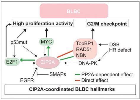 Cip2a通过topbp1和myc驱动基底样乳腺癌 专区 生物谷