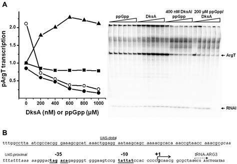 The Effects Of PpGpp And DksA On The In Vitro Transcription Initiated