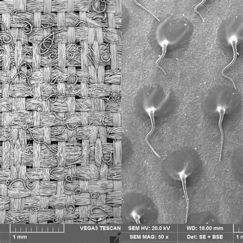 Morphology characterization of polyamide-laminated fabric (Left: fabric... | Download Scientific ...