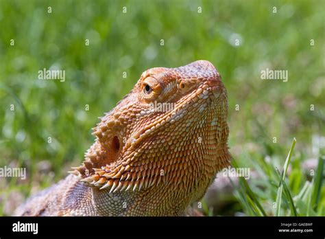 Bearded Dragon Running Free In Grass Stock Photo Alamy