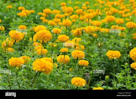 Yellow marigolds blooming in the garden Stock Photo - Alamy