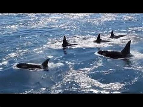 Video: The Beautiful Life of Orcas • The National Wildlife Federation Blog : The National ...