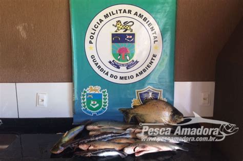 Pma Desmonta Acampamento Ilegal De Pesca E Apreende Pescado E Petrechos