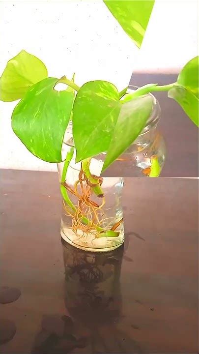 How To Propagate Money Plant In Water How To Grow Money Plant