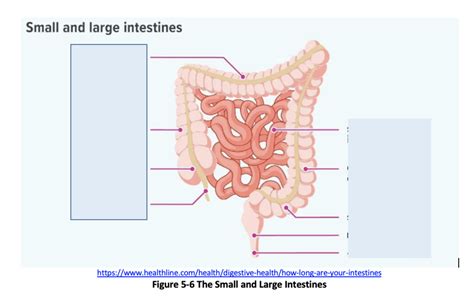 A P Lab Quiz Large Intestine Colon Diagram Diagram Quizlet