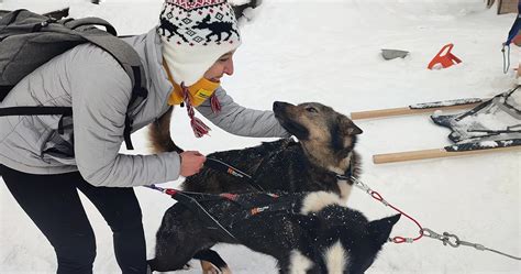 Lapponia Corsa In Slitta Trainata Dai Cani Un Esperienza