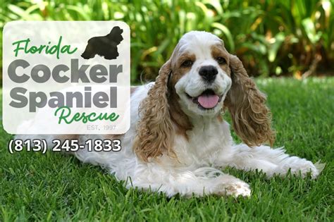 Florida Cocker Spaniel Rescue… – 20 Years Rescuing & Rehoming Cocker ...