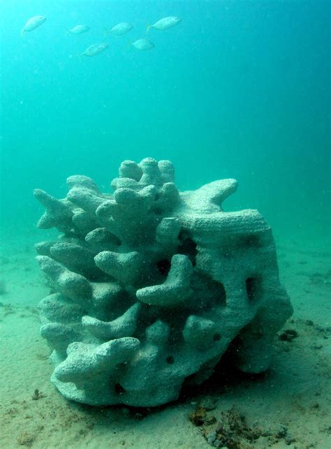 3d Printing Could Save Coral Reefs Popular Science